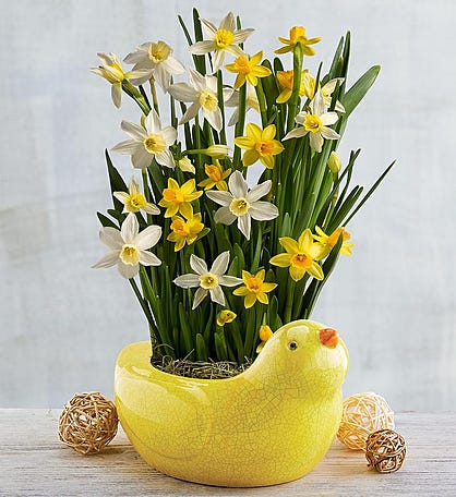 Daffodil Bulb Garden in Chick Planter